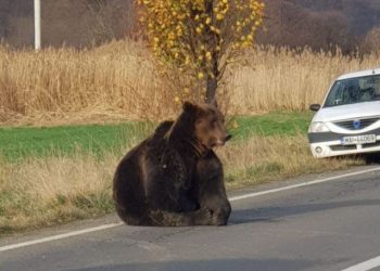 Plângerea penală împotriva autorităților care au lăsat un urs să agonizeze 17 ore a fost CLASATĂ definitiv