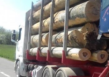 Tăierile ilegale și furtul de arbori, indiferent de prejudiciu, sunt pedepsite ca INFRACȚIUNI | Modificările la Codul Silvic au fost promulgate