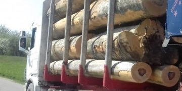 Tăierile ilegale și furtul de arbori, indiferent de prejudiciu, sunt pedepsite ca INFRACȚIUNI | Modificările la Codul Silvic au fost promulgate