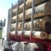 Tăierile ilegale și furtul de arbori, indiferent de prejudiciu, sunt pedepsite ca INFRACȚIUNI | Modificările la Codul Silvic au fost promulgate