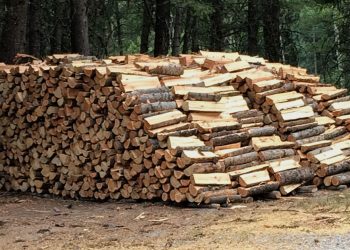 350 de metri cubi de lemn, vânduți FĂRĂ ACTE de o firmă din Bihor