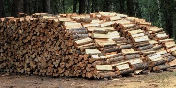 350 de metri cubi de lemn, vânduți FĂRĂ ACTE de o firmă din Bihor