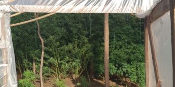 Fiu de preot, implicat într-o rețea de trafic de droguri