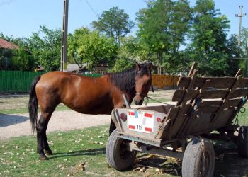 Țeapă cu… cai | Metoda rudimentară prin care un bihorean a câștigat 6400 de lei
