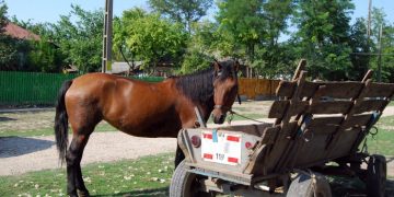 Țeapă cu… cai | Metoda rudimentară prin care un bihorean a câștigat 6400 de lei