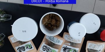 Percheziții în două magazine care vindeau produse din CANABIS în Oradea și Iași