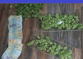 Dublu flagrant delict cu DROGURI | Un tânăr din Aleșd, prins când primea banii pentru canabisul vândut. Clientul căzuse în mâinile DIICOT în urmă cu câteva zile