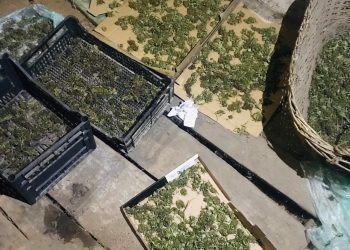 FOTO. Canabis găsit în podul unei case din Beiuș | Procurorii DIICOT au ridicat peste un kilogram de frunze și muguri de canabis