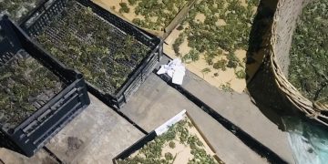 FOTO. Canabis găsit în podul unei case din Beiuș | Procurorii DIICOT au ridicat peste un kilogram de frunze și muguri de canabis