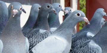 Angajații Parchetului General, sfătuiți să nu mai hrănească… porumbeii | ”Găinațul acid afectează fațada clădirii și vopseaua mașinilor”