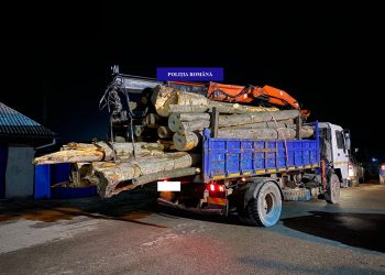 Polițiștii bihoreni au dat amenzi de peste 10.000 de lei | 109 pomi de Crăciun și peste  15 metri cubi de lemn, confiscați