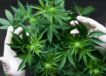 Hotărâre ISTORICĂ | ONU a recunoscut proprietățile medicinale ale CANNABISULUI