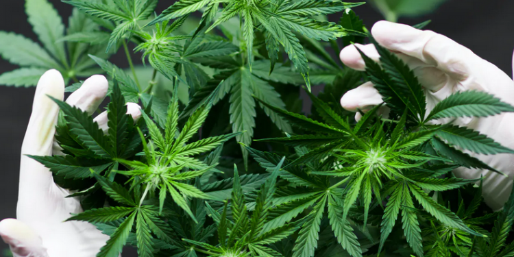 Hotărâre ISTORICĂ | ONU a recunoscut proprietățile medicinale ale CANNABISULUI