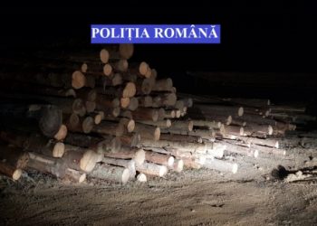 VIDEO. PERCHEZIȚII în Apuseni, în cazul unor tăieri ilegale de arbori