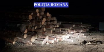 VIDEO. PERCHEZIȚII în Apuseni, în cazul unor tăieri ilegale de arbori