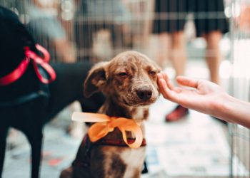 86 de medici veterinari vor fi angajați la Poliția Animalelor