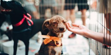 86 de medici veterinari vor fi angajați la Poliția Animalelor