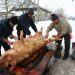 CJUE confirmă interzicerea sacrificării fără asomare a animalelor