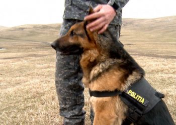 Peste 130 de candidați înscriși pentru cele 6 posturi de la Poliția Animalelor în Bihor