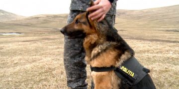 Peste 130 de candidați înscriși pentru cele 6 posturi de la Poliția Animalelor în Bihor