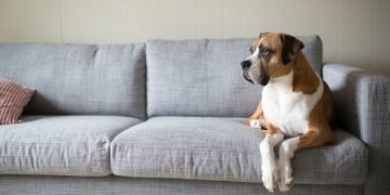 Decizie DEFINITIVĂ a instanței | Câini și pisici la bloc, DOAR cu acordul vecinilor