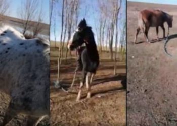 Procuror DIICOT, proprietarul cailor maltratați din Techirghiol (surse)