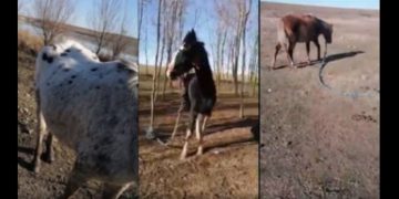 Procuror DIICOT, proprietarul cailor maltratați din Techirghiol (surse)