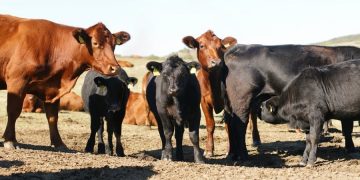 Cum au fost folosite 300 de vaci de rasă pentru o fraudă de 4 MILIOANE de lei cu fonduri europene