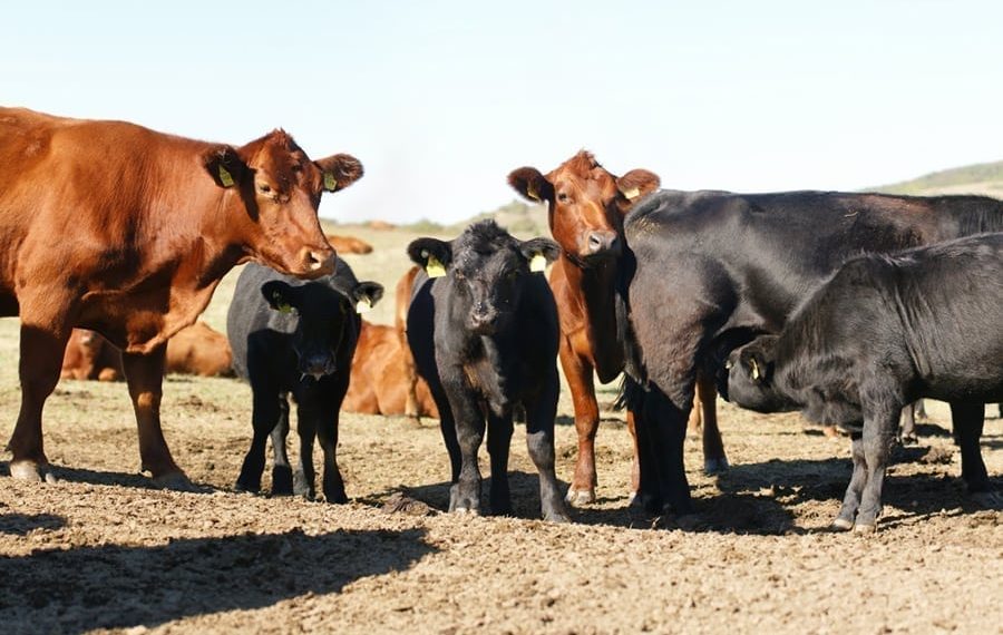 Cum au fost folosite 300 de vaci de rasă pentru o fraudă de 4 MILIOANE de lei cu fonduri europene