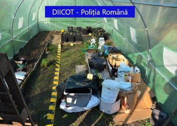 Un dealer care cultiva cannabis în două corturi a fost ARESTAT | Și-a adus droguri de mare risc din Olanda