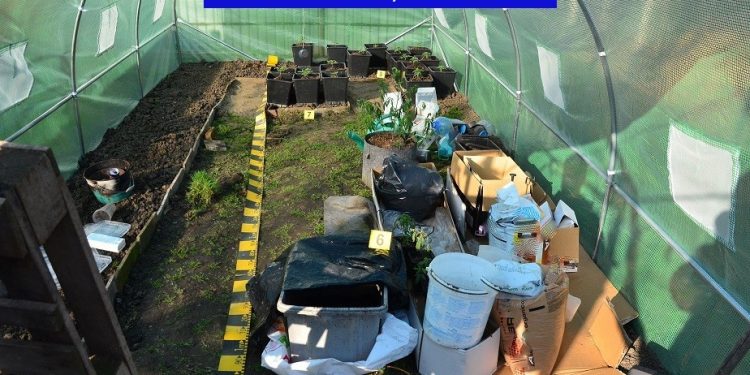 Un dealer care cultiva cannabis în două corturi a fost ARESTAT | Și-a adus droguri de mare risc din Olanda