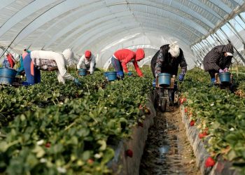 Locuri de muncă pentru bihoreni în Spania, la cules de fructe