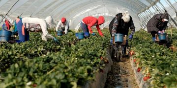 Locuri de muncă pentru bihoreni în Spania, la cules de fructe