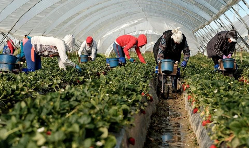 Locuri de muncă pentru bihoreni în Spania, la cules de fructe