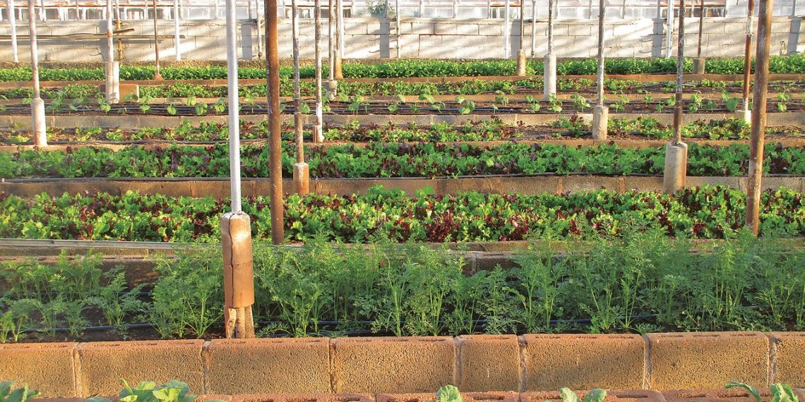 Ministerul Agriculturii, ajutor de 2.000 de euro pentru legumicultori