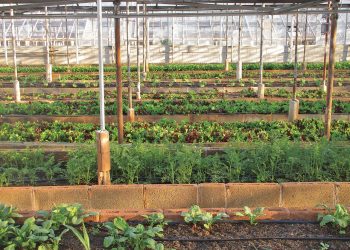 Ministerul Agriculturii, ajutor de 2.000 de euro pentru legumicultori