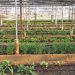 Ministerul Agriculturii, ajutor de 2.000 de euro pentru legumicultori