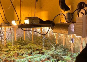 VIDEO. Cultură de cannabis, descoperită de DIICOT în Arad | Trei persoane au fost reținute