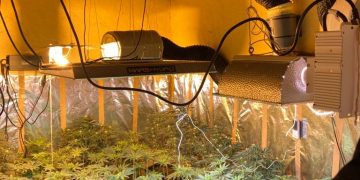 VIDEO. Cultură de cannabis, descoperită de DIICOT în Arad | Trei persoane au fost reținute