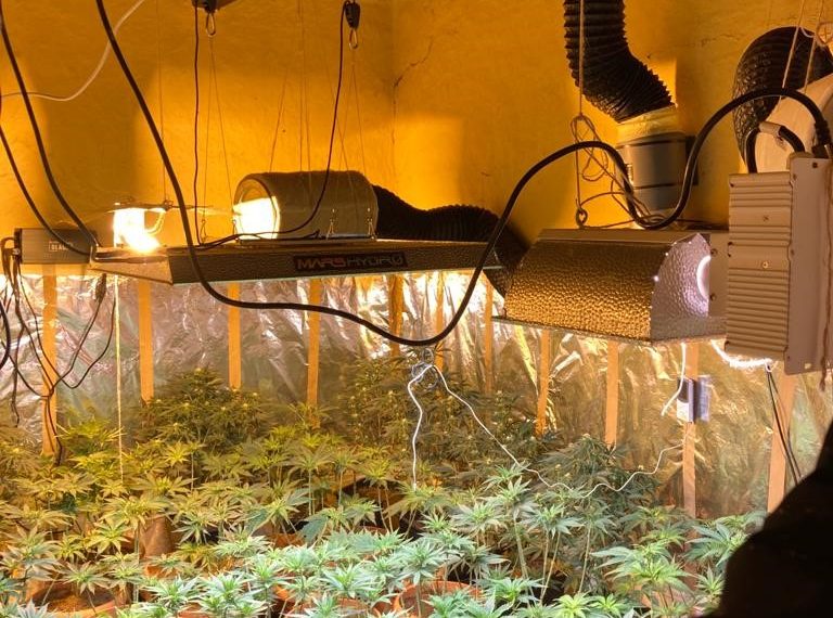 VIDEO. Cultură de cannabis, descoperită de DIICOT în Arad | Trei persoane au fost reținute