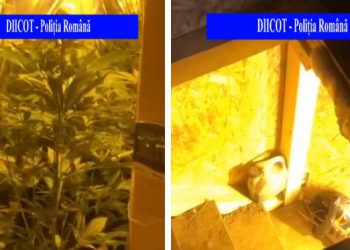 Percheziții la un traficant care distribuia droguri în Satu Mare | O cultură de cannabis, descoperită într-un subsol