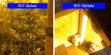 Percheziții la un traficant care distribuia droguri în Satu Mare | O cultură de cannabis, descoperită într-un subsol
