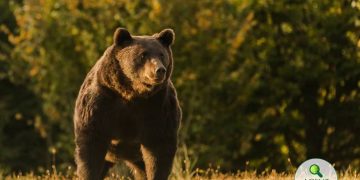 Dosar penal în cazul uciderii ursului Arthur | Procurorii fac cercetări pentru braconaj