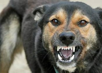 Daune de 17.000 de euro acordate de judecători familiei unei fetițe MUȘCATE de un câine fără stăpân