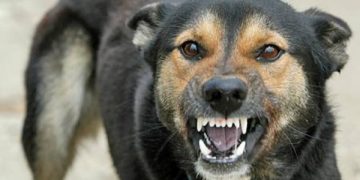 Daune de 17.000 de euro acordate de judecători familiei unei fetițe MUȘCATE de un câine fără stăpân