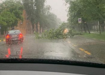 FOTO. Mai mulți copaci doborâți de vânt în Oradea, duminică seară | Probleme și în județ în urma codului portocaliu de furtună