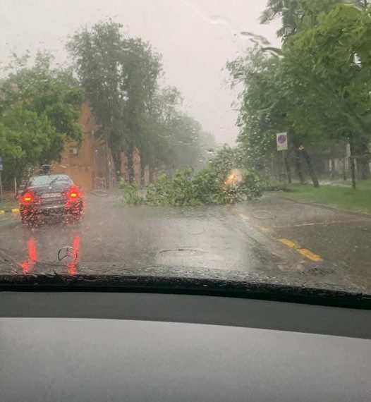 FOTO. Mai mulți copaci doborâți de vânt în Oradea, duminică seară | Probleme și în județ în urma codului portocaliu de furtună