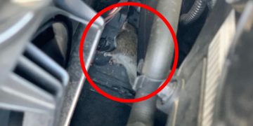 Un avocat îl dă în judecată pe primarul Capitalei după ce șobolanii i-au ros cureaua de la alternatorul mașinii