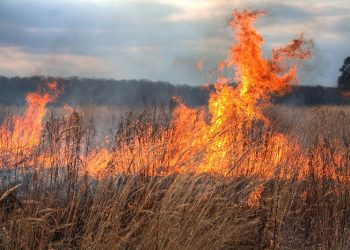 VIDEO. Incendiu de amploare lângă Oradea | Focul s-a extins pe mai bine de 10 hectare de teren și amenință o fermă și mai multe gospodării