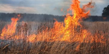 VIDEO. Incendiu de amploare lângă Oradea | Focul s-a extins pe mai bine de 10 hectare de teren și amenință o fermă și mai multe gospodării